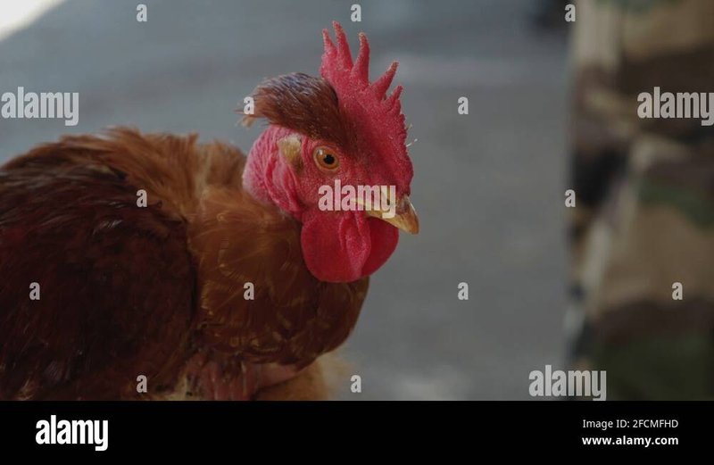 France - chicken road slot