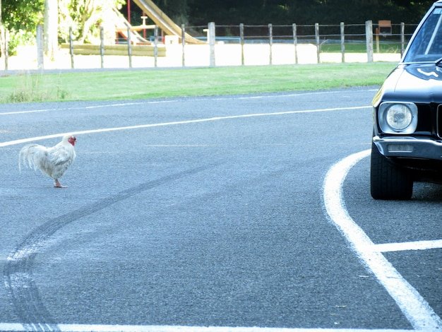 Best jugar chicken road in Spain